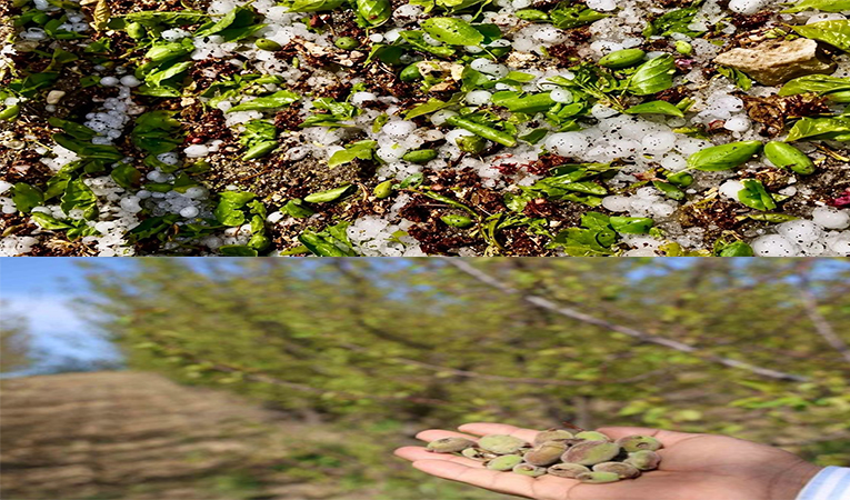 Başkan Kılıç : Komisyon Oyalamasıyla Uğraştırmadan Üreticimizin İmdadına Yetişin