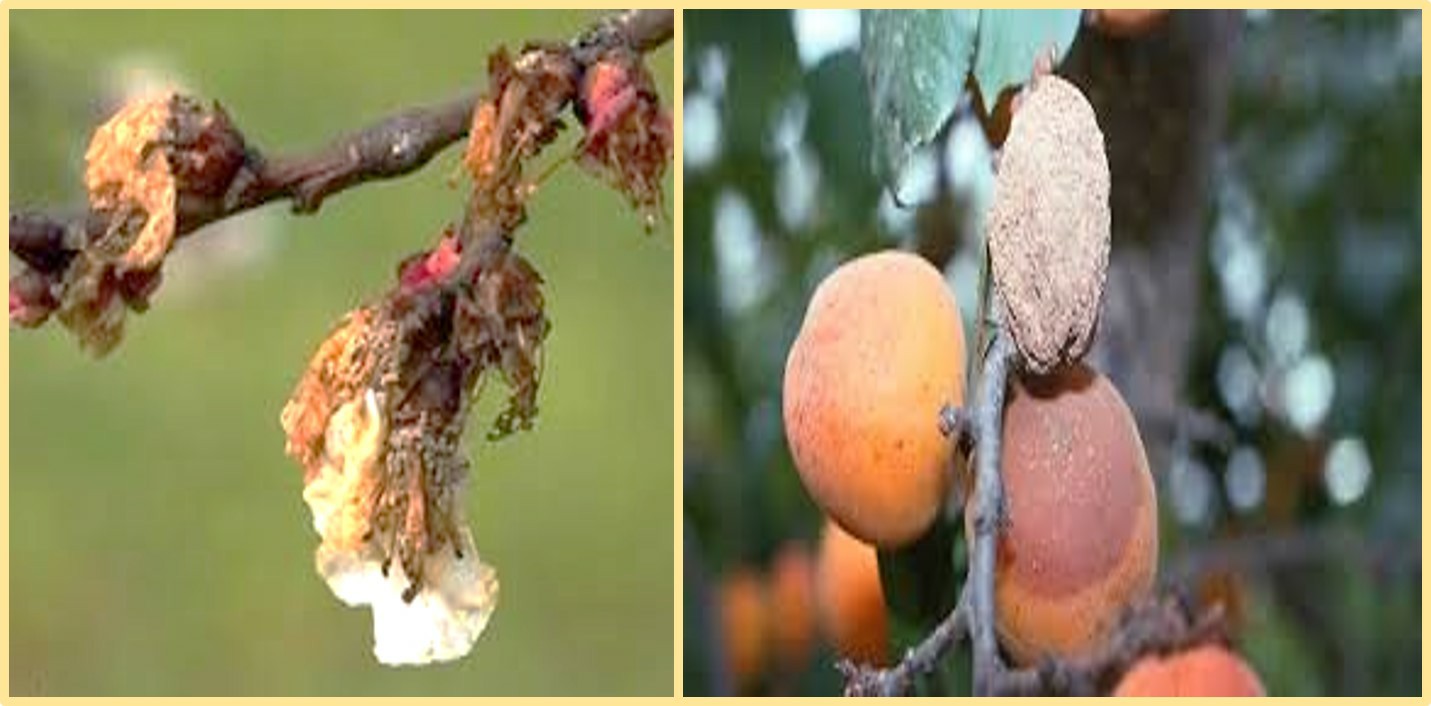 Kayısıda Monilya Hastalığı Uyarısı