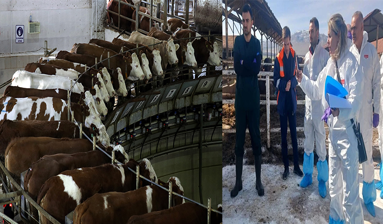 Malatya’da Kritik Karantina: Şap Alarmı, 450 Büyükbaş İzole Edildi!