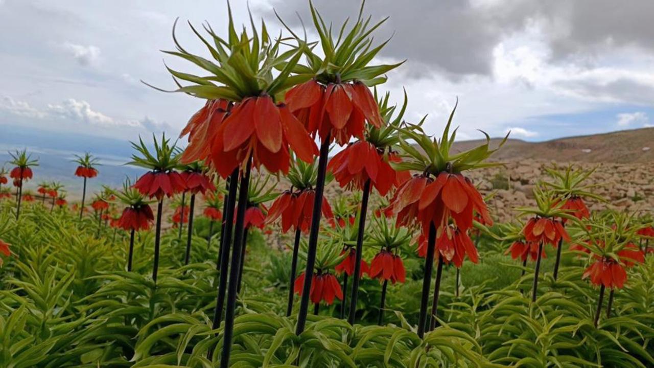 Malatya’da Ters Lale Hassasiyeti: Tek Bir Dalın Bedeli 1 Milyon TL