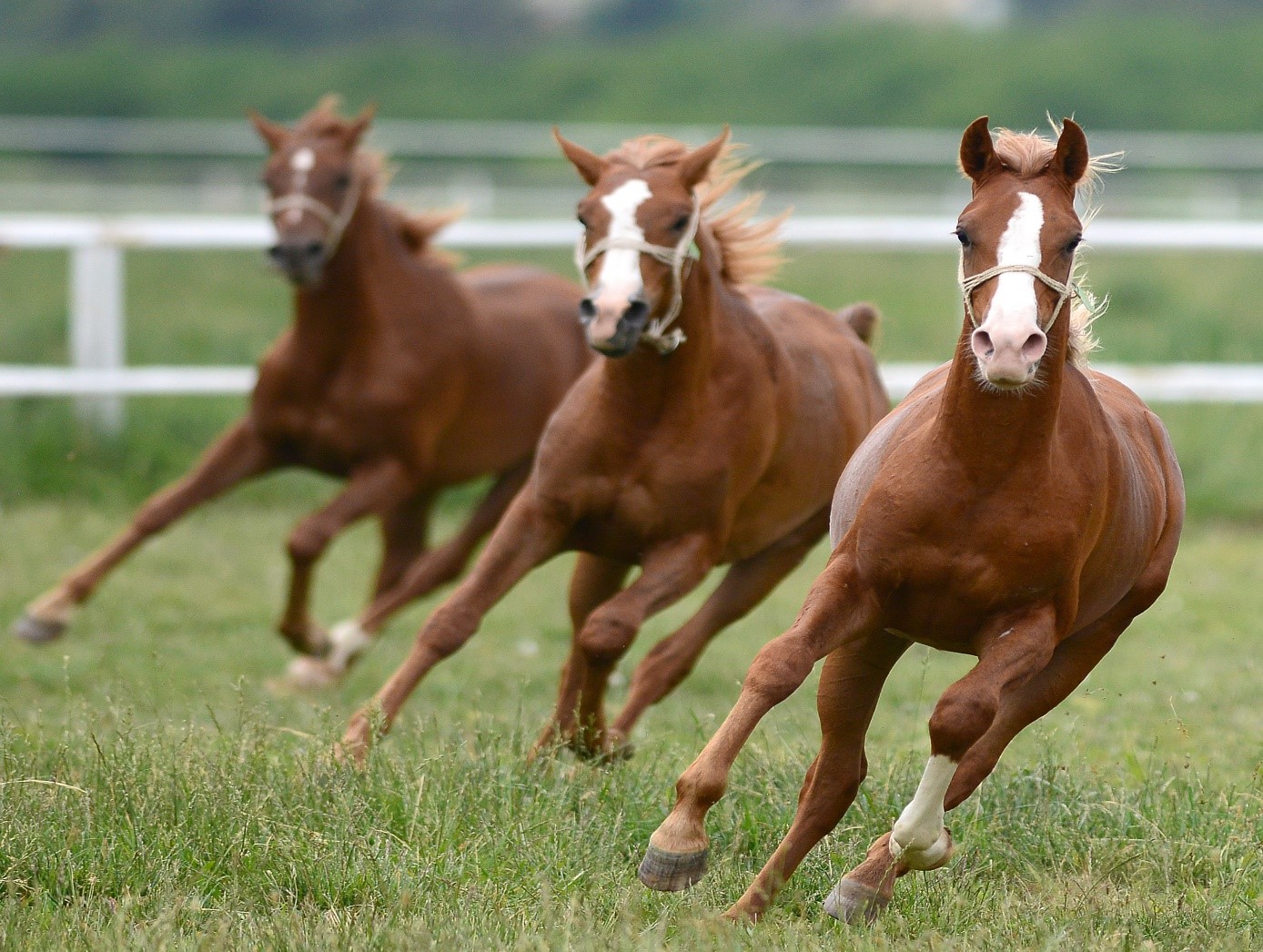 Sultansuyu’nda 100 Milyon TL’lik Yarış Atları İddiası