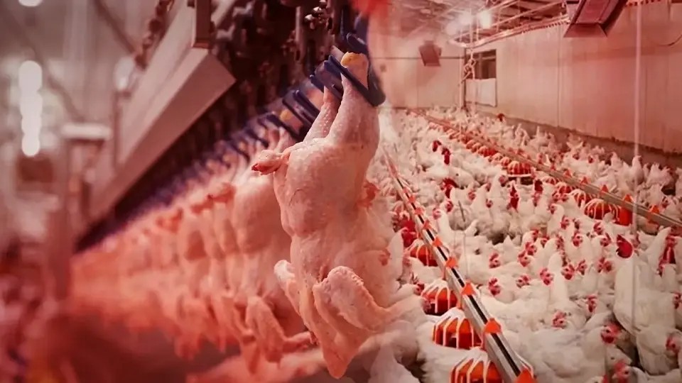 Yarından İtibaren Geçerli: Tavuk İhracatı Durduruluyor