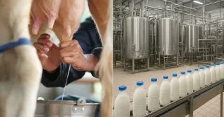 Süt Ürünlerinde Yeni Dönem! Şeker ve Aromaya Sınır Geliyor